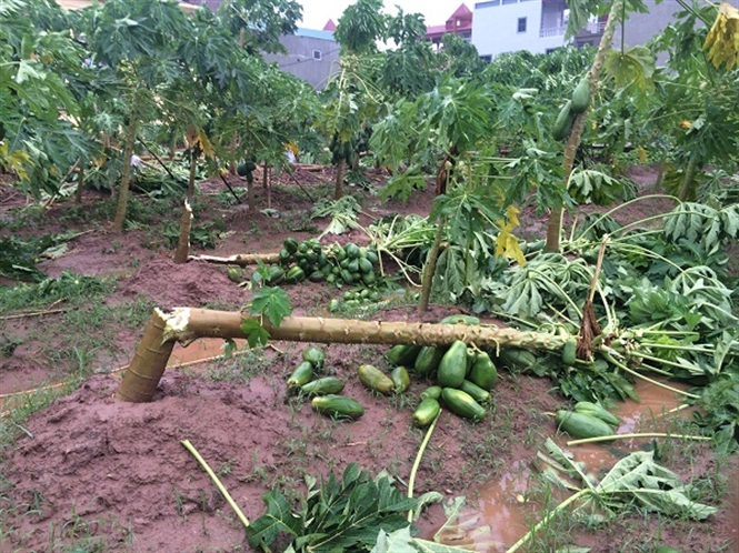 Tan hoang vùng rau màu Hà Nội sau bão số 1